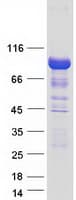 Human ARHGAP26 / GRAF Protein (Recombinant Myc-DDK (Flag))