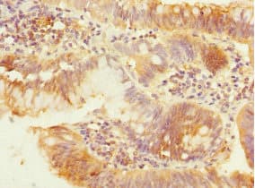 PEX19 Antibody