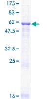 Human GNB2 Protein (Recombinant GST)