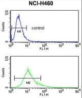 S100A10 Antibody (aa12-40)