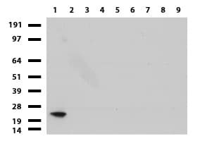 VILIP / VSNL1 Antibody (aa2-191, clone UMAB115, Carrier-free)