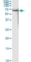 FKBP4 / FKBP52 Antibody (clone 5C11)