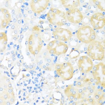 NFE2L2 / NRF2 Antibody