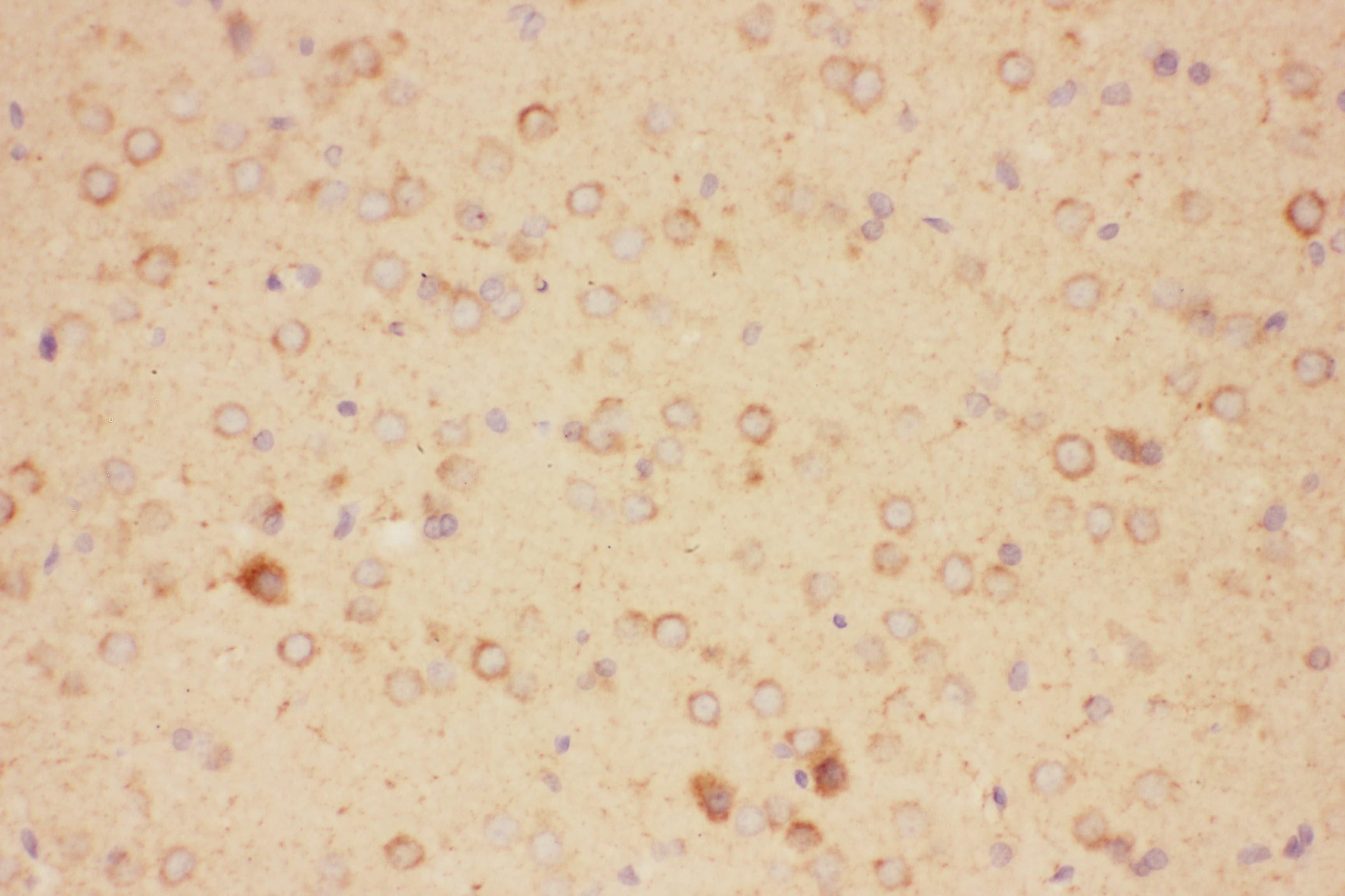 CNTF Antibody (aa2-200)