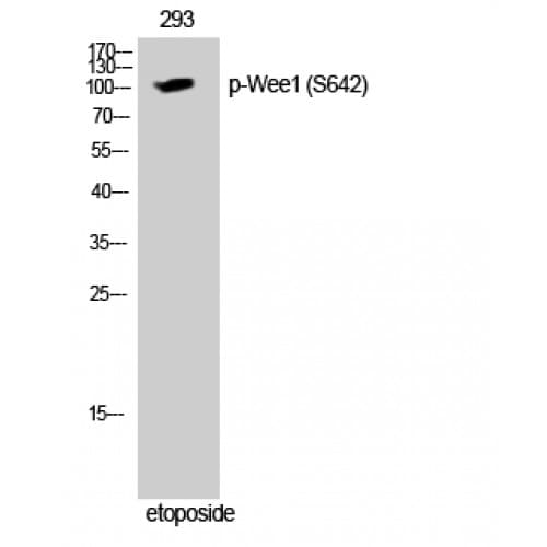 WEE1 Antibody (580-660 aa)