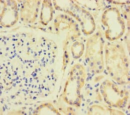 SPIN4 Antibody