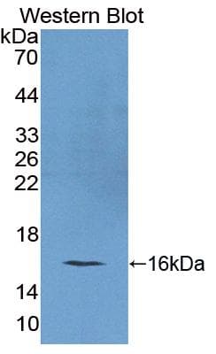 REG4 / REG-IV Antibody (aa45-151)
