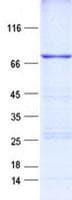 Human ERCC6L2 Protein (Recombinant His, N-Terminal)