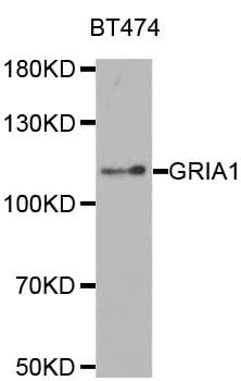 GRIA1 / GLUR1 Antibody