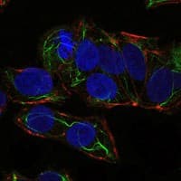 PRKAA1 / AMPK Alpha 1 Antibody (clone 2B7)