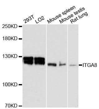 Polyclonal Rabbit anti-Human ITGA8 / Integrin Alpha 8 Antibody (WB)