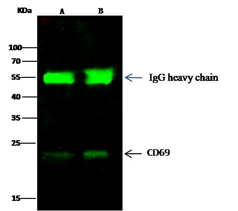 CD69 Antibody (clone 074, Preservative Free)
