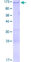 Human CENTD2 / ARAP1 Protein (Recombinant GST)