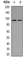 BCAR3 Antibody (C-Terminus)