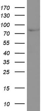 CD44 Antibody (clone UMAB133)
