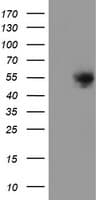 DOK7 Antibody (clone OTI7E2)