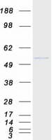 Human RARG / RAR-Gamma Protein (Recombinant Myc-DDK (Flag))