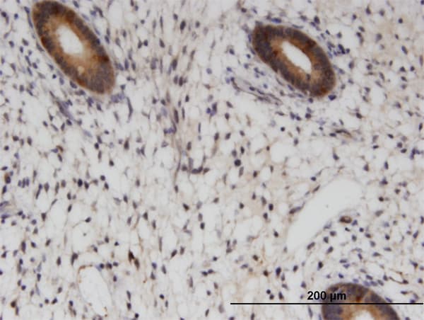 RAB1B Antibody (clone 1B2)