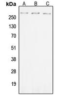 ROS1 / ROS Antibody (phospho-Tyr2114)