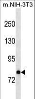 Polyclonal Rabbit anti-Mouse DAB2 Antibody (aa624-650, WB)
