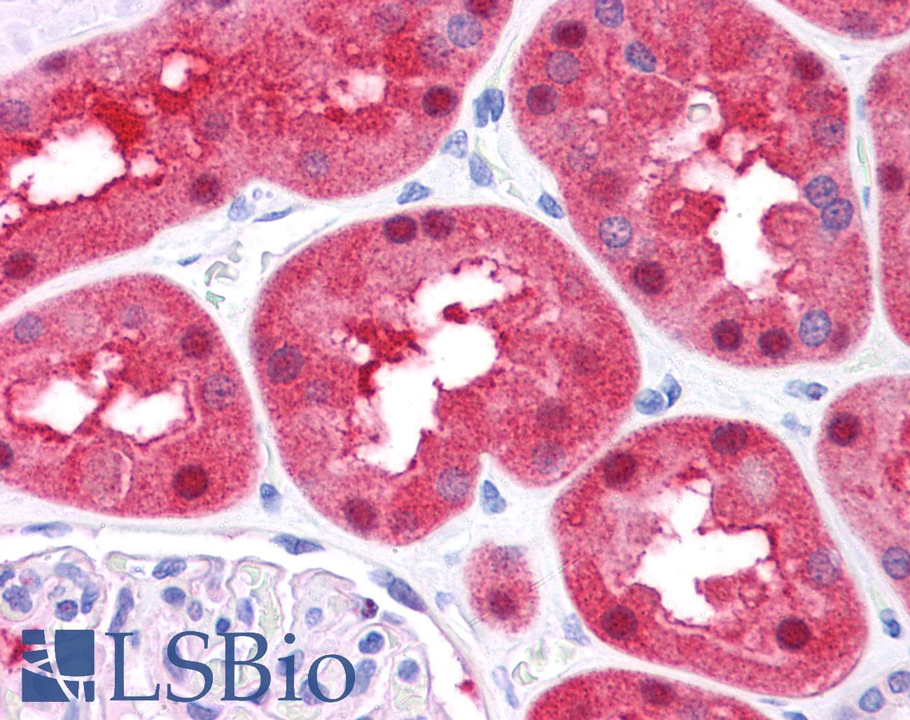 FAH Antibody (N-Terminus)