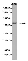 DCTN1 / Dynactin 1 Antibody