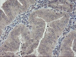 RBPMS / Hermes Antibody (clone OTI2C3, Carrier-free)