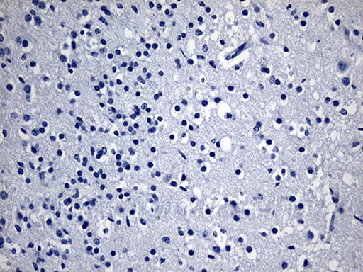GPR17 Antibody (N-Terminus, clone OTI6B9, Carrier-free)
