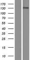 TTF2 / HuF2 Protein (Over-Expression Lysate Myc-DDK (Flag))