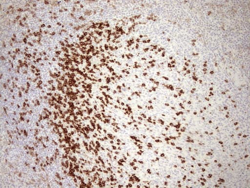 Monoclonal Mouse anti-Human PDCD1 / CD279 / PD-1 Antibody (clone UMAB199, IHC, IF, WB)
