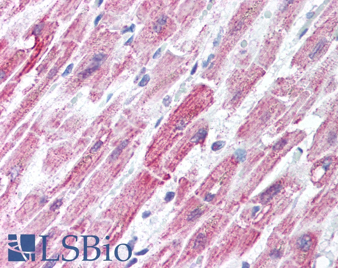 IHC-plus™ DLD / Diaphorase / E3 Antibody