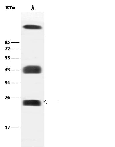 Polyclonal Rabbit anti-Mouse CAV2 / Caveolin 2 Antibody (Preservative Free, WB)