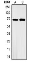 Polyclonal Rabbit anti-Human GBP3 Antibody (C-Terminus, IHC, WB)