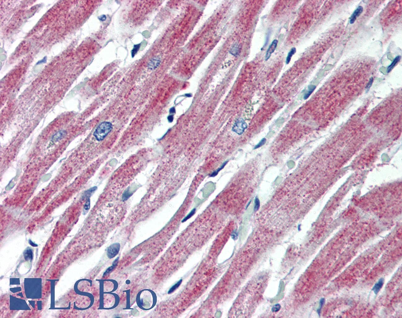 MAS1 / MAS Antibody (aa187-236)