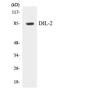 IHC-plus™ TPX2 Antibody (aa281-330)