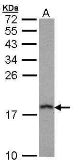 PFDN5 / MM1 Antibody (aa1-154)