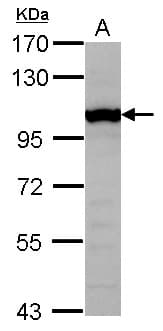 GTF3C4 Antibody