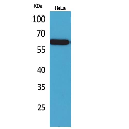PVRL3 / Nectin-3 Antibody (311-360 aa, Internal)