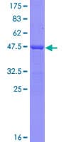 Human MYL2 Protein (Recombinant GST)
