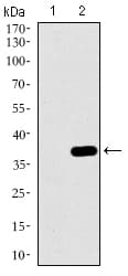 Monoclonal Mouse anti-Human MAPK14 / p38 Antibody (clone 8G4D11, aa299-360, IHC, IF, WB)