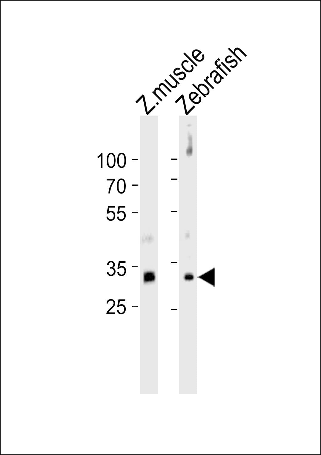 HOXB5 Antibody (aa193-222)