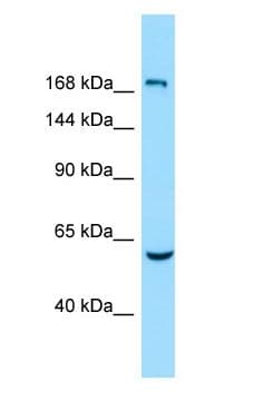 EPB41L4B Antibody (aa211-260)