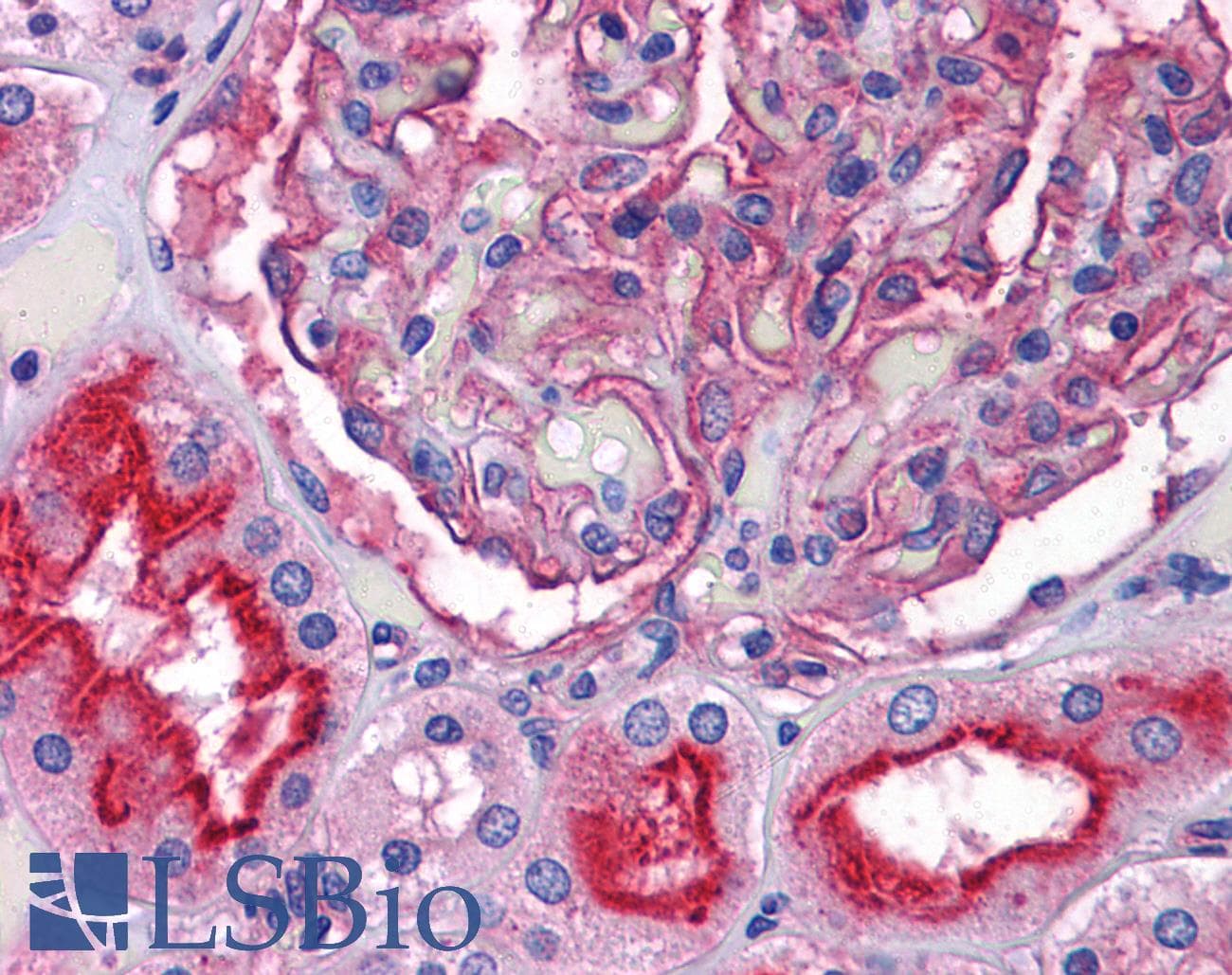 IHC-plus™ SLC39A10 / ZIP10 Antibody