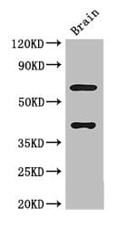 LRRTM4 Antibody