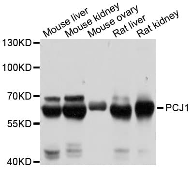 PCK1 Antibody