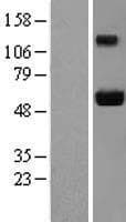 JUB / Ajuba Protein (Over-Expression Lysate Myc-DDK (Flag))