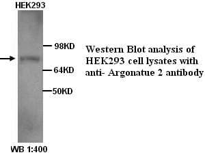 Polyclonal Rabbit anti-Human AGO2 / EIF2C2 Antibody (WB)