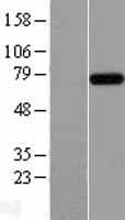 INTS9 Protein (Over-Expression Lysate Myc-DDK (Flag))
