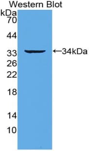 TNFRSF11A / RANK Antibody (aa330-615, APC)