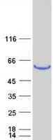 Human Fibulin-3 / EFEMP1 Protein (Recombinant Myc-DDK (Flag))